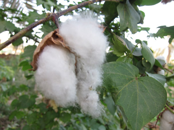 4 أقمشة ستمنحكِ بشرة وشعراً جيدين في الصيف صورة رقم 4