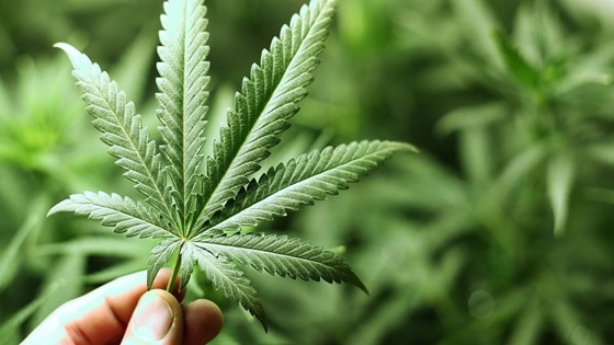 4 أقمشة ستمنحكِ بشرة وشعراً جيدين في الصيف صورة رقم 3