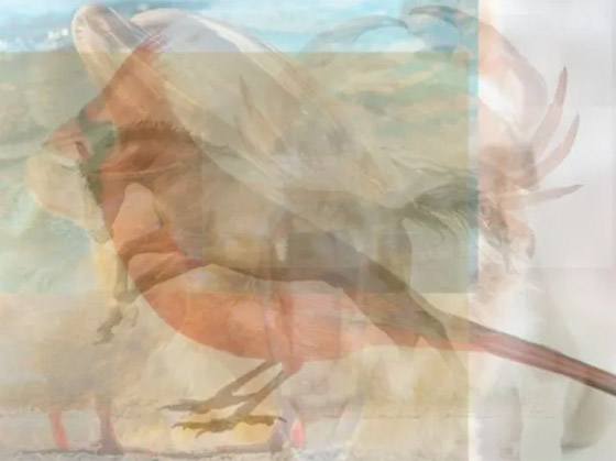 ما تراه أولا يكشف عن 