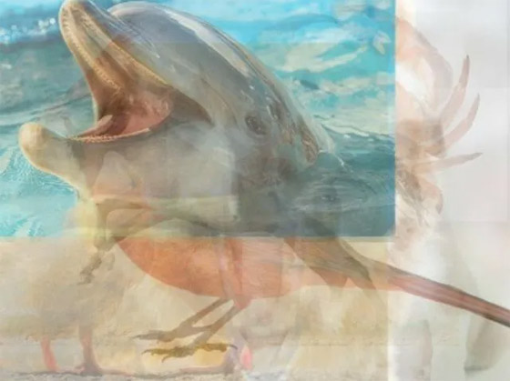 ما تراه أولا يكشف عن 