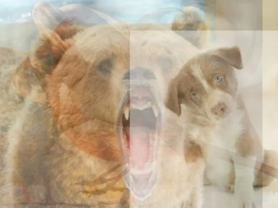 ما تراه أولا يكشف عن 