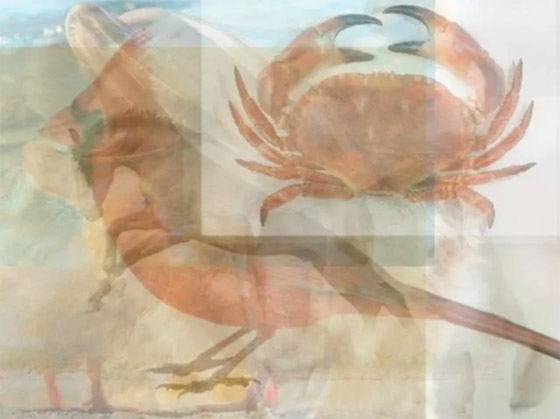 ما تراه أولا يكشف عن 