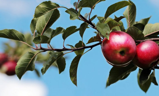 8 فواكه ينصح بتناولها لمرض السكري صورة رقم 5 8 فواكه ينصح بتناولها لمرض السكري صورة رقم 5