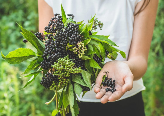 نبات البيلسان (الخمان الأسود) صيدلية طبيعية.. هذه فوائده المدهشة وأضراره صورة رقم 1 نبات البيلسان (الخمان الأسود) صيدلية طبيعية.. هذه فوائده المدهشة وأضراره صورة رقم 1