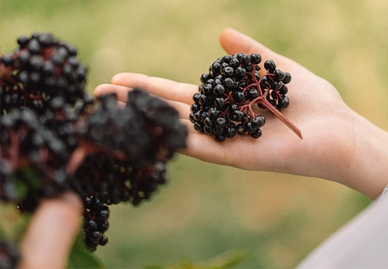نبات البيلسان (الخمان الأسود) صيدلية طبيعية.. هذه فوائده المدهشة وأضراره صورة رقم 2 نبات البيلسان (الخمان الأسود) صيدلية طبيعية.. هذه فوائده المدهشة وأضراره صورة رقم 2