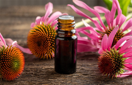 عشبة القنفذية عشبة القنفذية