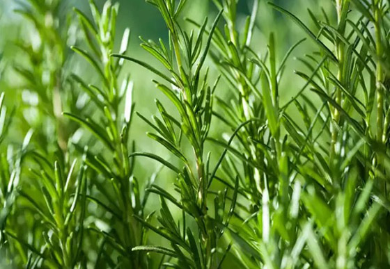 أفضل نباتات ورقية تسرع تخفيض الوزن صورة رقم 6