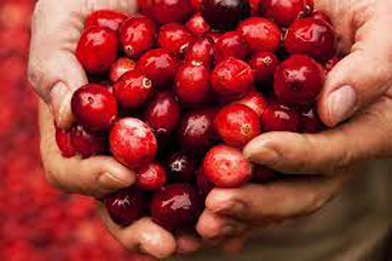 تناول التوت البري كل يوم يحسن الذاكرة ويقي من الخرف صورة رقم 2