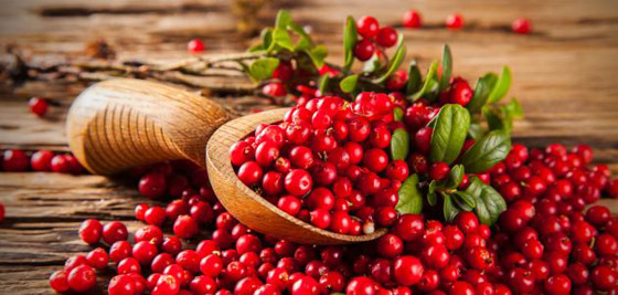 تناول التوت البري كل يوم يحسن الذاكرة ويقي من الخرف صورة رقم 6