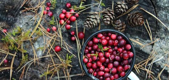 تناول التوت البري كل يوم يحسن الذاكرة ويقي من الخرف صورة رقم 8