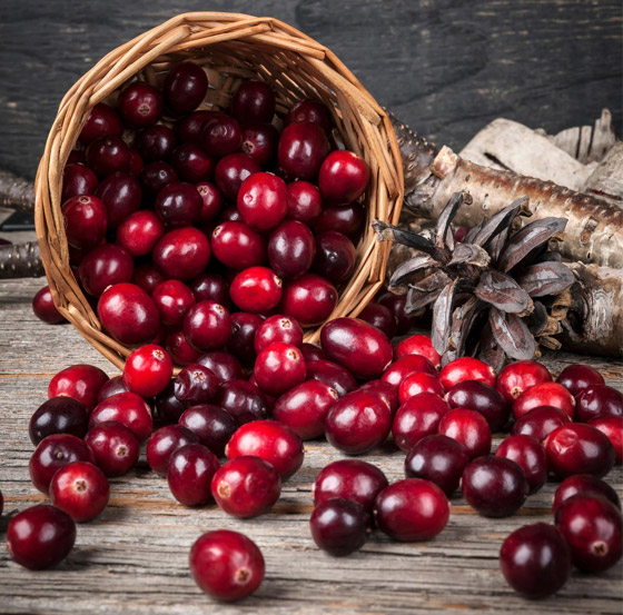 التوت البري.. فاكهة بحجم صغير وفوائد صحية جمة صورة رقم 5 التوت البري.. فاكهة بحجم صغير وفوائد صحية جمة صورة رقم 5