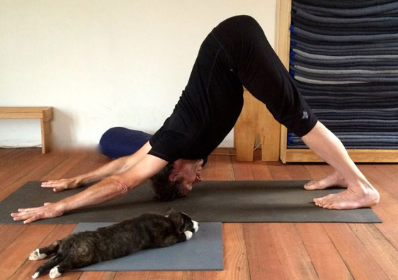 أنواع وأسماء تمارين اليوغا.. وفوائدها وكيفية القيام بها صورة رقم 6 أنواع وأسماء تمارين اليوغا.. وفوائدها وكيفية القيام بها صورة رقم 6