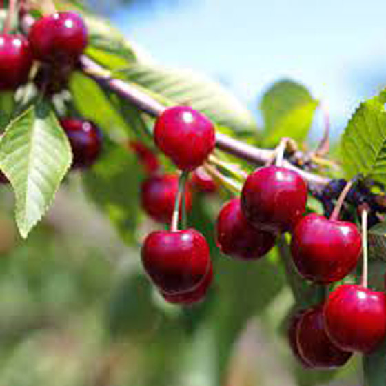 الكرز.. كنز من الفوائد الصحية للأطفال والكبار صورة رقم 12