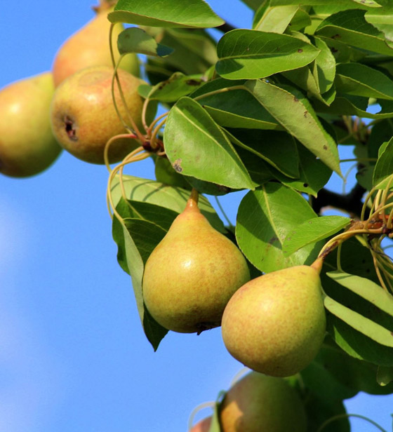 الكمثرى.. أسهل الطرق نحو وزن مثالي لهذا السبب صورة رقم 10