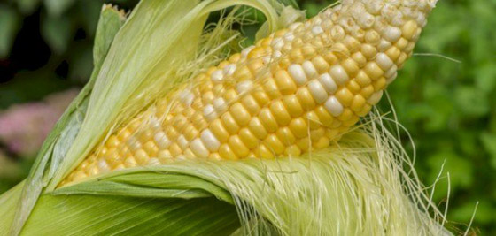 «شعر الذرة».. ماذا تعرف عن فوائده وطرق تناوله؟ صورة رقم 8