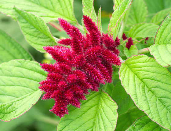 مصدر للغذاء قبل 8 آلاف سنة.. فوائد نبات القطيفة لجسم قوي ووزن مثالي صورة رقم 1 مصدر للغذاء قبل 8 آلاف سنة.. فوائد نبات القطيفة لجسم قوي ووزن مثالي صورة رقم 1