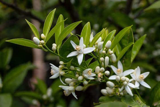 5 زيوت يمكن استخدامها بدلاً من العطور صورة رقم 6 5 زيوت يمكن استخدامها بدلاً من العطور صورة رقم 6