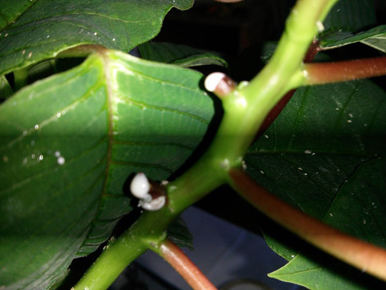 ما هي فوائد التين.. الثمرة المباركة التي خصها الله بالذكر؟ صورة رقم 9