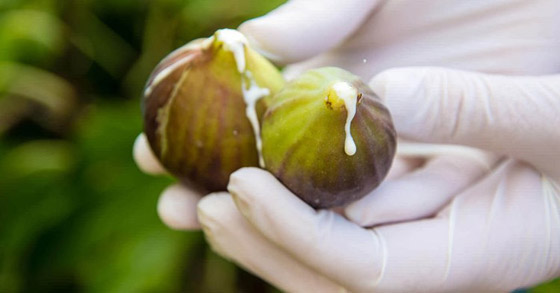 ما هي فوائد التين.. الثمرة المباركة التي خصها الله بالذكر؟ صورة رقم 11