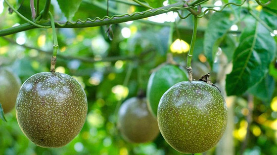 هل تذوقتم الباشن فروت من قبل؟ تعرفوا إلى فوائدها الكبيرة صورة رقم 2