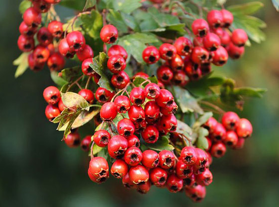 يُستخدم بالعلاج وتعزيز الصحة.. إليكم 6 فوائد مذهلة مختلفة لنبات الزعرور صورة رقم 1 يُستخدم بالعلاج وتعزيز الصحة.. إليكم 6 فوائد مذهلة مختلفة لنبات الزعرور صورة رقم 1