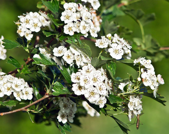 يُستخدم بالعلاج وتعزيز الصحة.. إليكم 6 فوائد مذهلة مختلفة لنبات الزعرور صورة رقم 2 يُستخدم بالعلاج وتعزيز الصحة.. إليكم 6 فوائد مذهلة مختلفة لنبات الزعرور صورة رقم 2