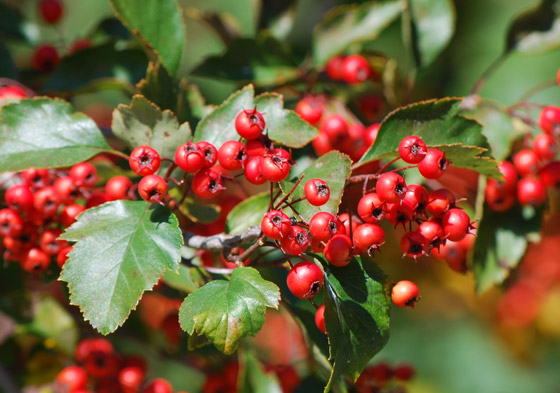 يُستخدم بالعلاج وتعزيز الصحة.. إليكم 6 فوائد مذهلة مختلفة لنبات الزعرور صورة رقم 5 يُستخدم بالعلاج وتعزيز الصحة.. إليكم 6 فوائد مذهلة مختلفة لنبات الزعرور صورة رقم 5