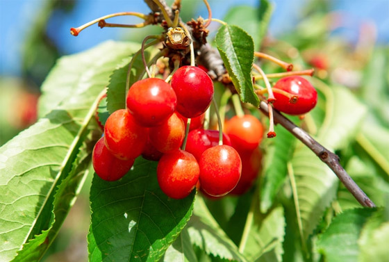 يُستخدم بالعلاج وتعزيز الصحة.. إليكم 6 فوائد مذهلة مختلفة لنبات الزعرور صورة رقم 7 يُستخدم بالعلاج وتعزيز الصحة.. إليكم 6 فوائد مذهلة مختلفة لنبات الزعرور صورة رقم 7