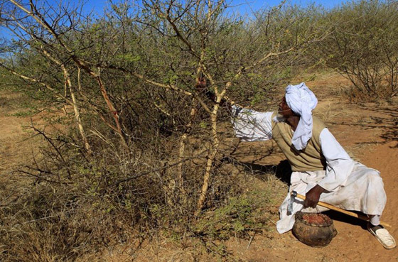 الصمغ العربي: مادة نادرة بفوائد عظيمة صورة رقم 3