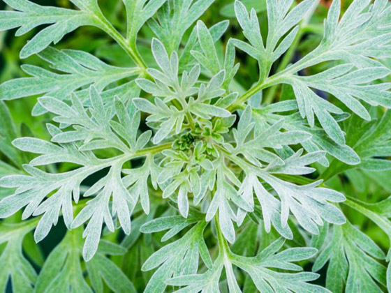 بين السمعة السيئة والخصائص العظيمة.. ماهي فوائد الشيح؟ صورة رقم 2