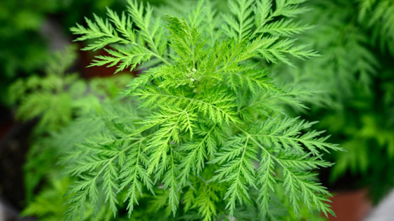 بين السمعة السيئة والخصائص العظيمة.. ماهي فوائد الشيح؟ صورة رقم 3