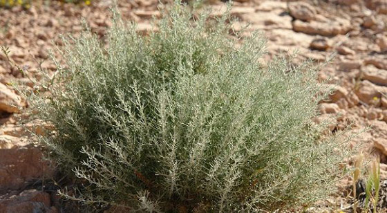 بين السمعة السيئة والخصائص العظيمة.. ماهي فوائد الشيح؟ صورة رقم 4