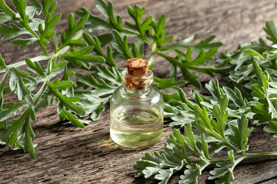 بين السمعة السيئة والخصائص العظيمة.. ماهي فوائد الشيح؟ صورة رقم 5