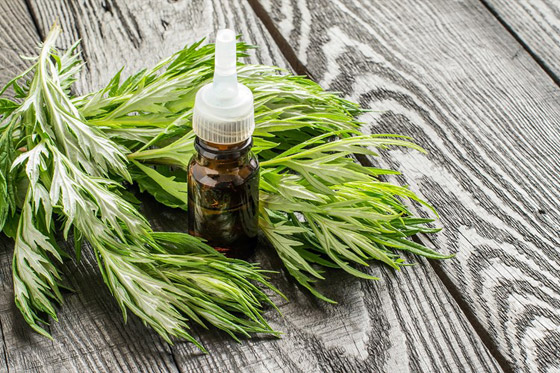 بين السمعة السيئة والخصائص العظيمة.. ماهي فوائد الشيح؟ صورة رقم 6