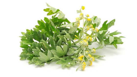 بين السمعة السيئة والخصائص العظيمة.. ماهي فوائد الشيح؟ صورة رقم 7