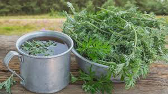 بين السمعة السيئة والخصائص العظيمة.. ماهي فوائد الشيح؟ صورة رقم 10