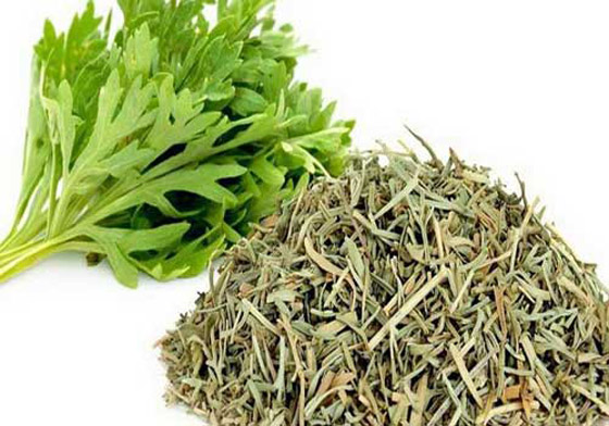 بين السمعة السيئة والخصائص العظيمة.. ماهي فوائد الشيح؟ صورة رقم 11