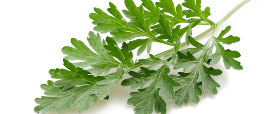 بين السمعة السيئة والخصائص العظيمة.. ماهي فوائد الشيح؟ صورة رقم 12