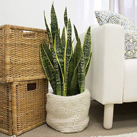 اليك نباتات داخلية تزين أي غرفة في منزلك صورة رقم 5 اليك نباتات داخلية تزين أي غرفة في منزلك صورة رقم 5