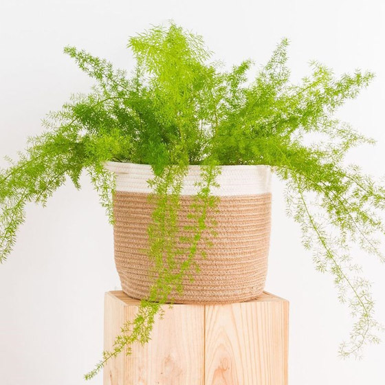 اليك نباتات داخلية تزين أي غرفة في منزلك صورة رقم 7 اليك نباتات داخلية تزين أي غرفة في منزلك صورة رقم 7