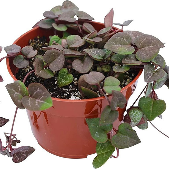 اليك نباتات داخلية تزين أي غرفة في منزلك صورة رقم 8 اليك نباتات داخلية تزين أي غرفة في منزلك صورة رقم 8