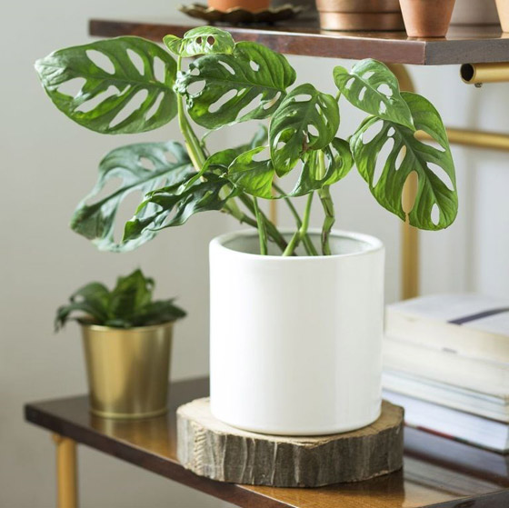 اليك نباتات داخلية تزين أي غرفة في منزلك صورة رقم 9 اليك نباتات داخلية تزين أي غرفة في منزلك صورة رقم 9