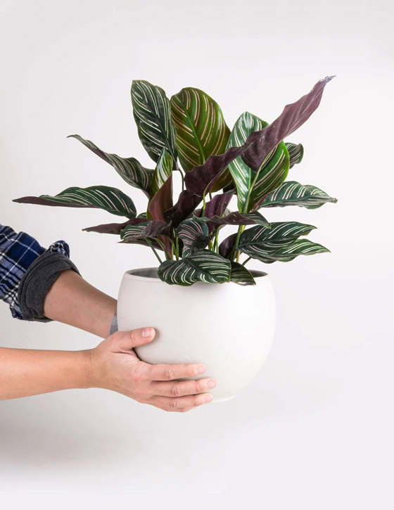 اليك نباتات داخلية تزين أي غرفة في منزلك صورة رقم 10 اليك نباتات داخلية تزين أي غرفة في منزلك صورة رقم 10