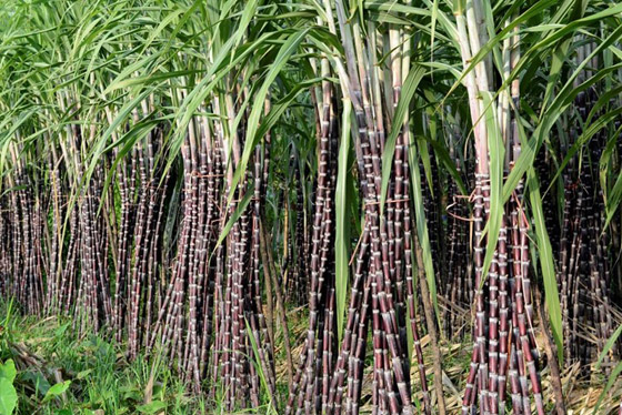 سكر نبات: هل حقاً يمدنا بالفوائد أم أنّها مجرد ادعاءات؟ صورة رقم 1