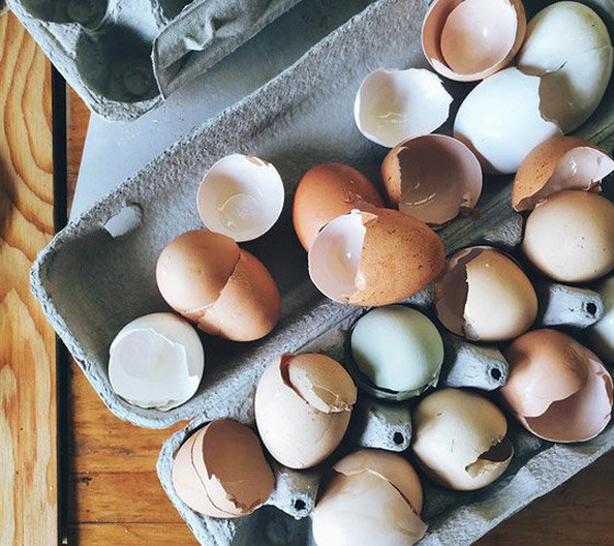 لا ترمي قشر البيض.. فوائد خفية لن تصدقها! صورة رقم 3 لا ترمي قشر البيض.. فوائد خفية لن تصدقها! صورة رقم 3