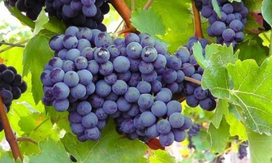 عصير العنب الأسود: تعرفوا على فوائده صورة رقم 3