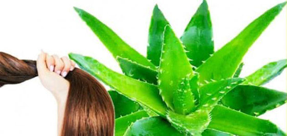 الصبار.. علاج فعال لنمو شعركِ صورة رقم 8