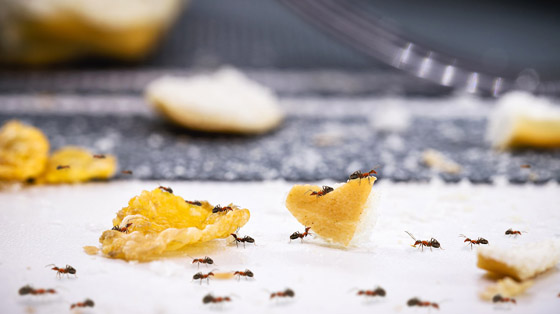 تخلصي من نمل المنزل.. بهذه الطريقة صورة رقم 3