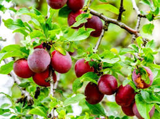 فوائد الخوخ لا يُستهان بها.. ماذا تقدم لأجسامنا؟ صورة رقم 7