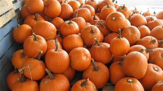 اليقطين.. كنز من المعادن والفيتامينات صورة رقم 5